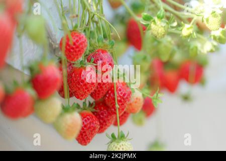 Strawberry image Stock Photo