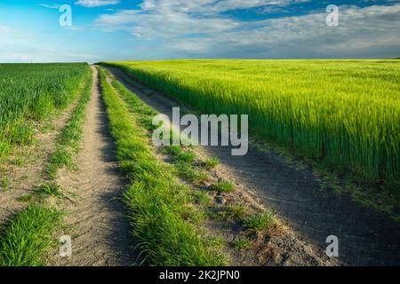 A long dirt road by a green field Stock Photo
