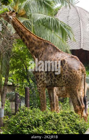 Giraffes in the zoo eat the leaves Is an animal that is tall, long legs, long neck with 1 pair of horns Stock Photo