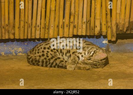 Prionailurus bengalensis is sleeping Is a small mammal Most easily found in Thailand and in Southeast Asia. Stock Photo