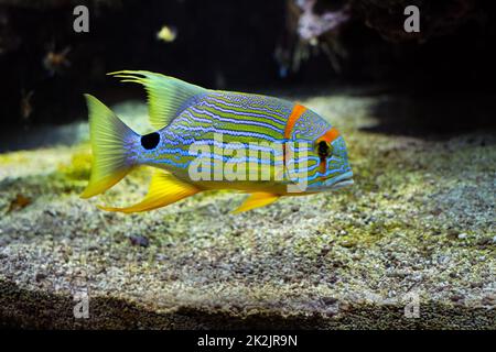 Threadfin Snapper Symphorichthys Spilurus fish underwater in sea Stock Photo