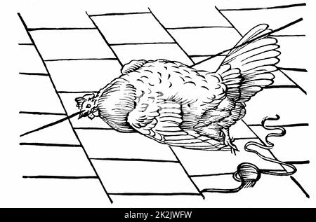 Experimentum Mirabile. From Athanasius Kircher 'Physiologia Kircheriana', 1680. Chicken hypnotised by beak being place on a line. Woodcut Stock Photo