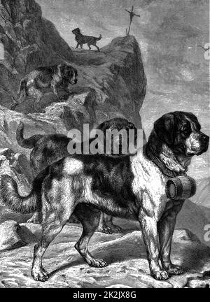 St Bernard mountain rescue dogs with flasks of brandy on their collars. Named for St Bernard of Menthon (fl 1081) who built two mountain rest houses (Hospices) in the Alps. Wood engraving circa 1880 Stock Photo