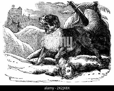 Dog from the Hospice of St Bernard finding a traveller in the snow. Named for Bernard of Menthon (fl 1081) who built two mountain rest houses in the Alps. Wood engraving c1840 Stock Photo