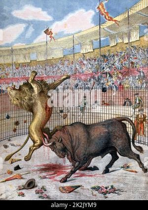 Battle between a bull and a lion in the bullring at Madrid, Spain.  Spectacle staged to prove that the Bull, not the Lion, is the King of the Beasts. Stock Photo