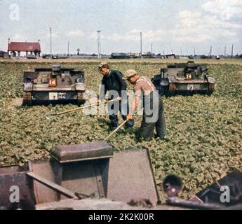 World War II 1939-1945: French farm workers hoeing a crop in a field where French tanks had been abandoned. From 'Signal', September 1940, German propaganda magazine produced by the Wehrmacht. France, Occupation Stock Photo