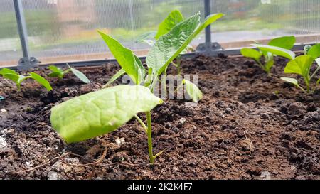 close-up of bright green young plants of eggplant seedlings planted on fertile soil. Vegetable seedlings, a warm spring day, growing seedlings in a greenhouse Stock Photo