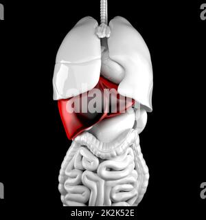 Human liver. 3d anatomical illustration. Clipping path Stock Photo