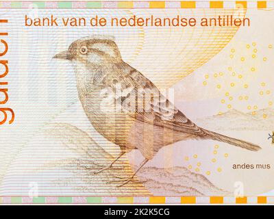 Andean sparrow from Netherlands Antillean money Stock Photo