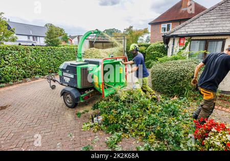 A commercial GreenMech Quadchip 160 woodchipper in operation in Surrey, south-east England disposing of trimmings from felling a garden oak tree Stock Photo