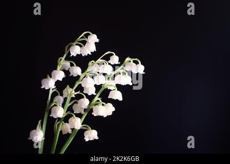 White Lily of the valley, Convallaria majalis Stock Photo