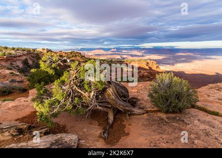 An ancient twisted juniper tree on the edge of the Island in the Sky Mesa in Canyonlands National Park, Utah.  these junipers can live up to 1,000 yea Stock Photo