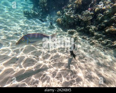 Tropical Spangled Emperor fish known as Lethrinus Nebulosus  underwater at the coral reef. Underwater life of reef with corals and tropical fish. Cora Stock Photo