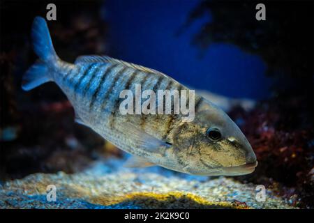 Sand steenbras Lithognathus mormyrus fish underwater in sea Stock Photo