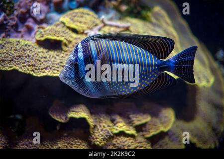 Red Sea sailfin tangfish underwater in sea Stock Photo