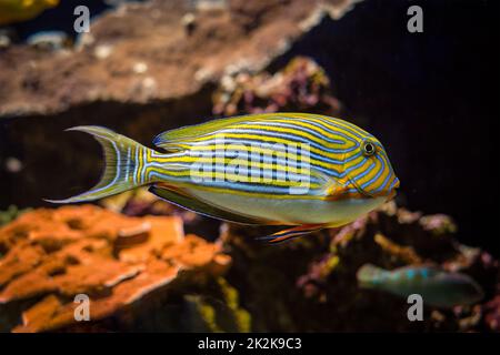 Lined surgeonfish Acanthurus lineatus fish underwater in sea Stock Photo