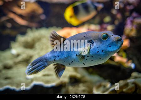 Blackspotted puffer Arothron nigropunctatus fish underwater in sea Stock Photo