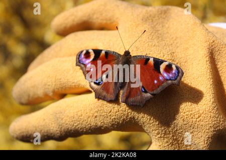 a peacock butterfly on a hand Stock Photo