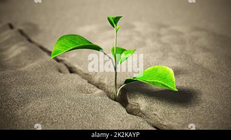 Sprout growing on the desert. 3D illustration Stock Photo