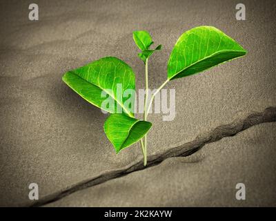 Sprout growing on the desert. 3D illustration Stock Photo