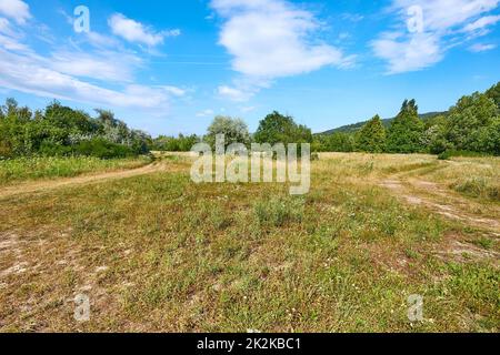 Meadow in summer with plants growing Stock Photo