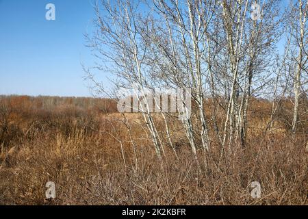 Dry autumn meadow and bushland Stock Photo