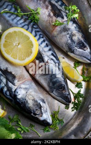 Mackerels on silver plate Stock Photo
