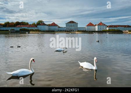Swan in pond near Nymphenburg Palace. Munich, Bavaria, Germany Stock Photo