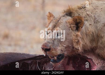 The hungry lion, Panthera leo, is at his prey. Stock Photo