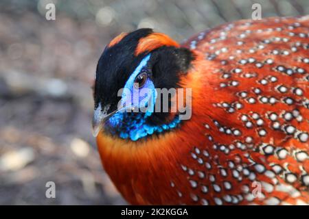 A portrait of a pheasant-like bird, exotic chicken. Stock Photo