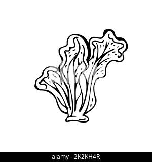 Lettuce leaves thin black lines on a white background - Vector Stock Photo