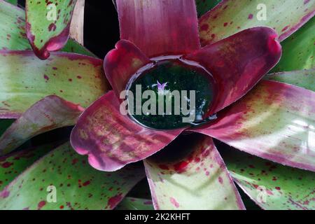 Close-up image of Blushing bromeliad plant in blossom Stock Photo