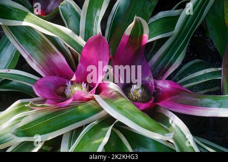 Close-up image of Blushing bromeliad plant in blossom Stock Photo