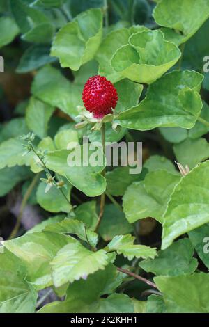 Close-up image of Mock strawberry plant with berry Stock Photo