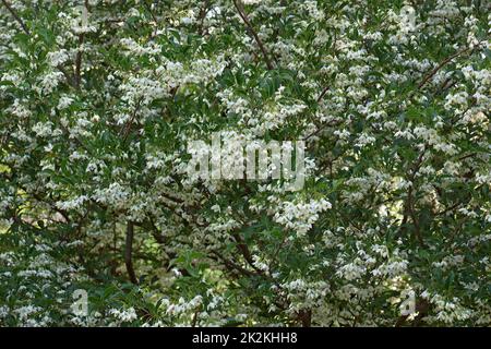 Close-up image of Japanese snowbell tree in blossom Stock Photo