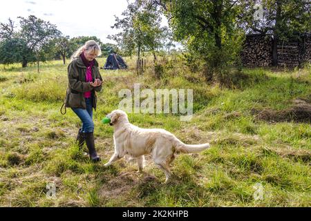 Female Dog Trainer trains Golden Retriever Stock Photo