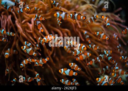 Clown Anemonefish Amphiprion ocellaris Stock Photo