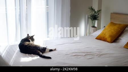 Cat on bed Stock Photo