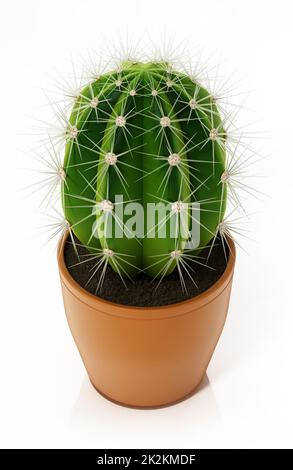 Decorative cactus in flower pot isolated on white background. 3D illustration Stock Photo