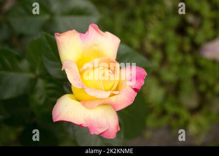 Beautiful yellow rose in the garden Stock Photo