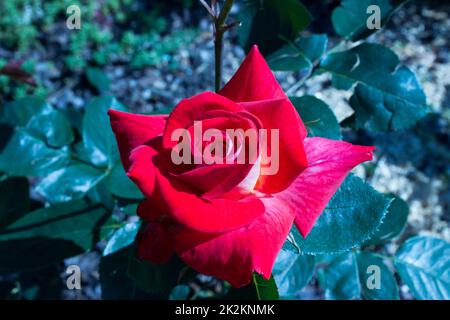 Beautiful red rose in the garden Stock Photo