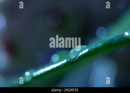 Drop of water on a leaf of wax plant Stock Photo