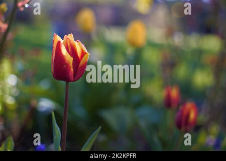red and yellow tulip close-up Stock Photo