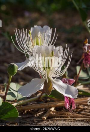 Close up view of fresh white flowers of capparis spinosa or caper bush outdoors in bright sunlight Stock Photo