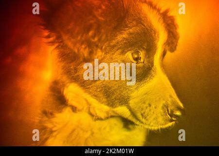 Abstract illusion art of illuminated dog photo Stock Photo
