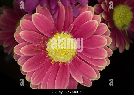 Beautiful pink Gerbera Stock Photo