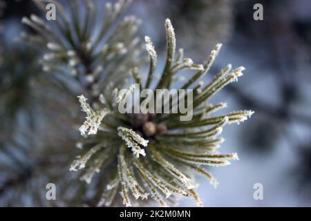 Needles pine frost. Stock Photo