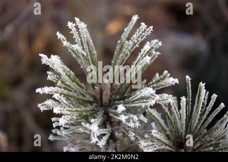 Needles pine frost. Stock Photo