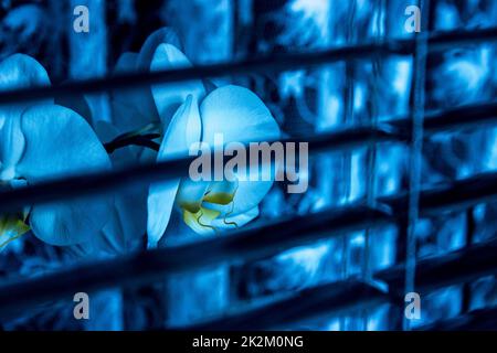 Orchid on the window Stock Photo