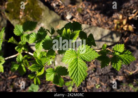 Raspberry bush Stock Photo